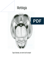 Morfologia Esterna Insetti