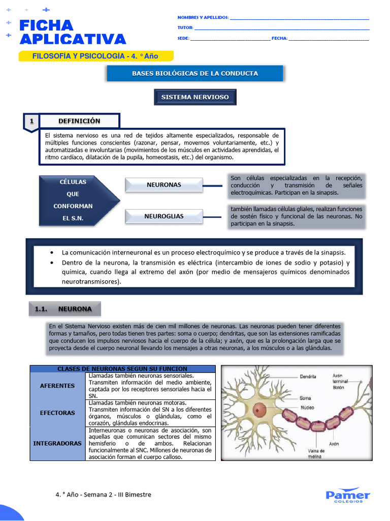 Clases y Funciones de Neuronas en el SNC | PDF | Neurona | Cerebro