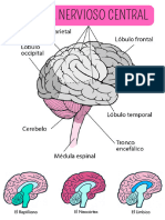 Sistema Nervioso Central