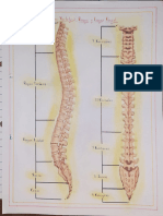 Columna Vertebral