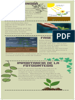 Green & Brown Monstera Plant Fun Facts Infographic