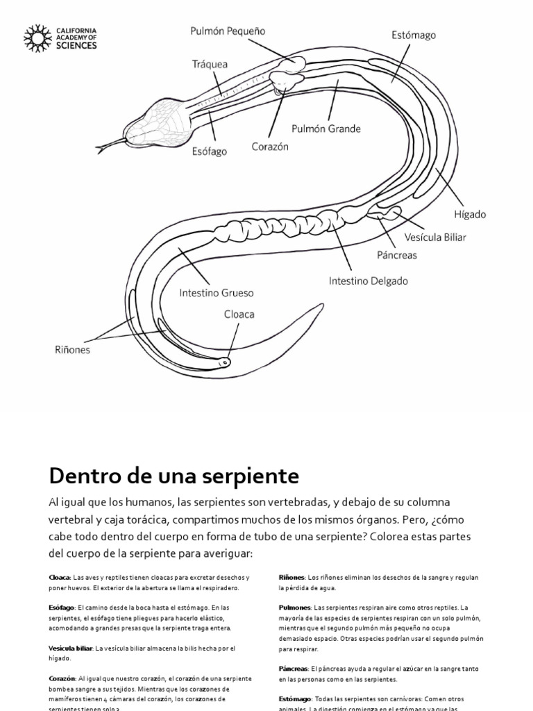 Sah Snakes Inside A Snake Spanish 210722 PDF