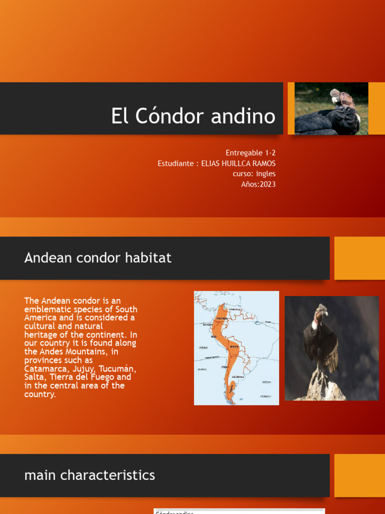 Andean Condor Conservation Guide | PDF | Home & Garden