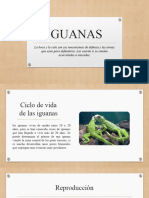 IGUANAS