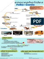 Infografía Ciclo de La Pulga Del Perro