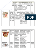 Anatomia Musculos