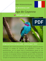 Fiche Cotinga de Cayenne 2020