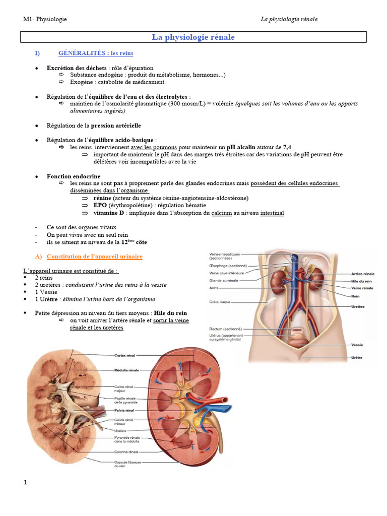 Physiologie rénale : fonctionnement et rôle | PDF | Rein | Système ...