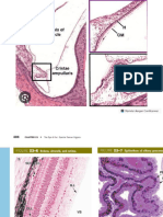 Laprak Histologi Organ Sensoris Dan Integumentum