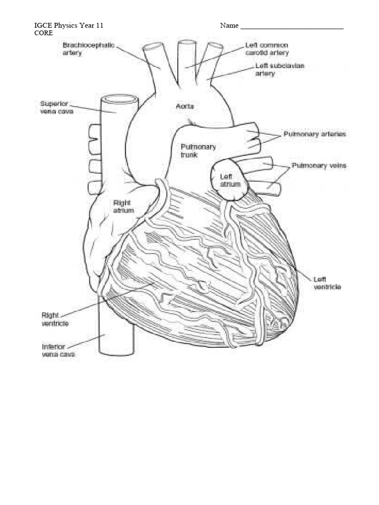 heart diagrams | PDF