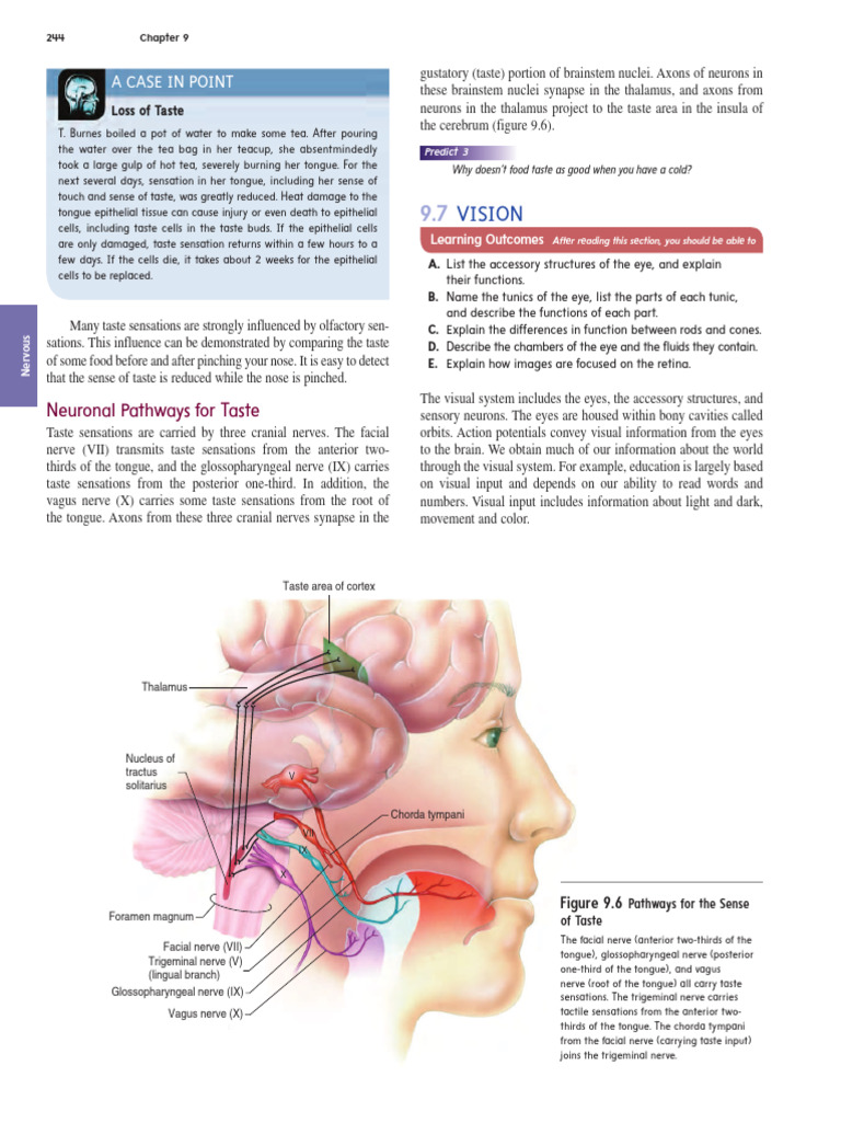 Eye Structure and Functions | PDF | Retina | Cornea