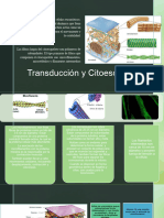 4.4 Transduccion-Citoesqueleto y 4.5 Señalizacion