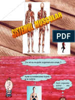 Sistemul Muscular