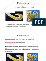 Platelmintos 1