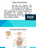 Sistema Endocrino