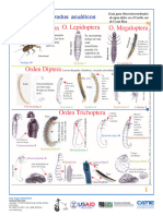 Macroinvertebrados Acuaticos