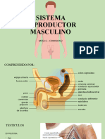 Sistema Reproductor Masculino