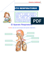 11 El Aparato Respiratorio para Tercer Grado de Primaria