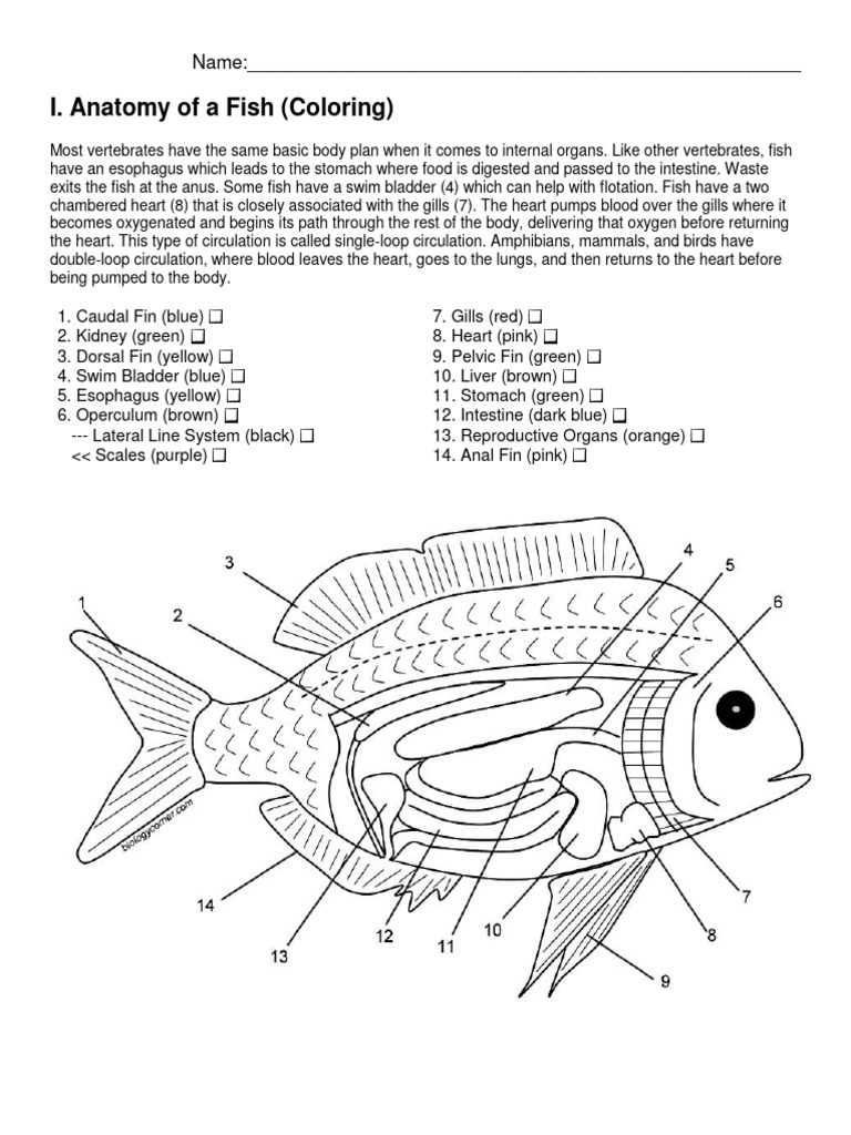 Fish Coloring PDF Fish Anatomy