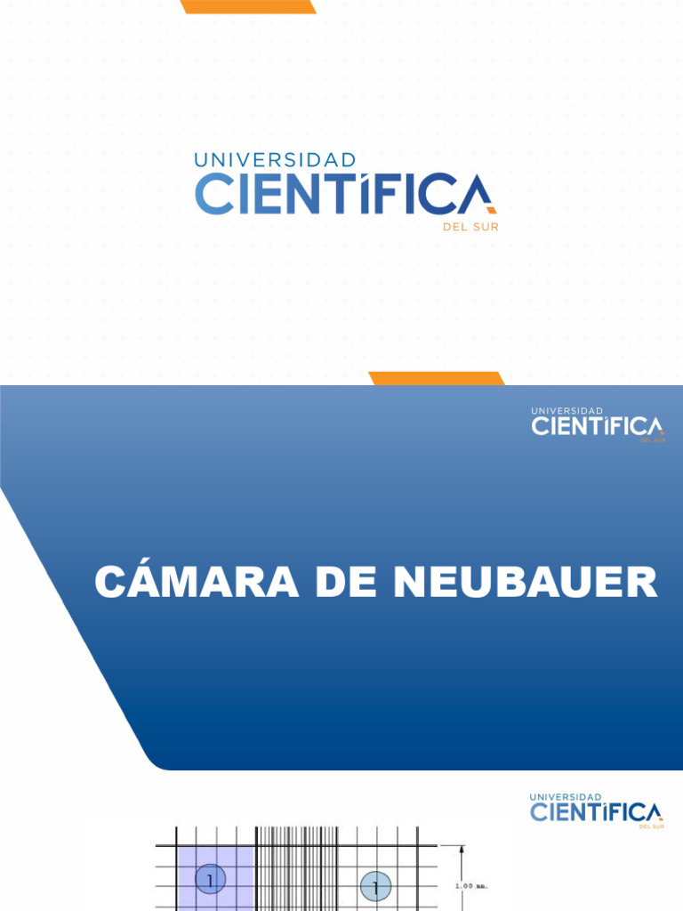 Práctica 11 - Cámara de Neubauer y CC - Ejercicios | PDF ...