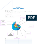 Actividad 1. Morfología Humanadocx