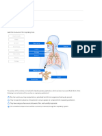 Lung Anatomy and Airflow Report