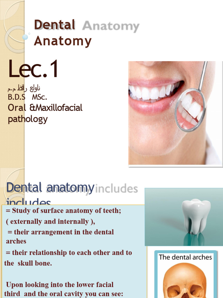 All Dental Anatomy PDF Dental Anatomy Tooth