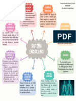 Sistema Endocrino