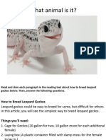 HOw To Breed Leopard Geckos