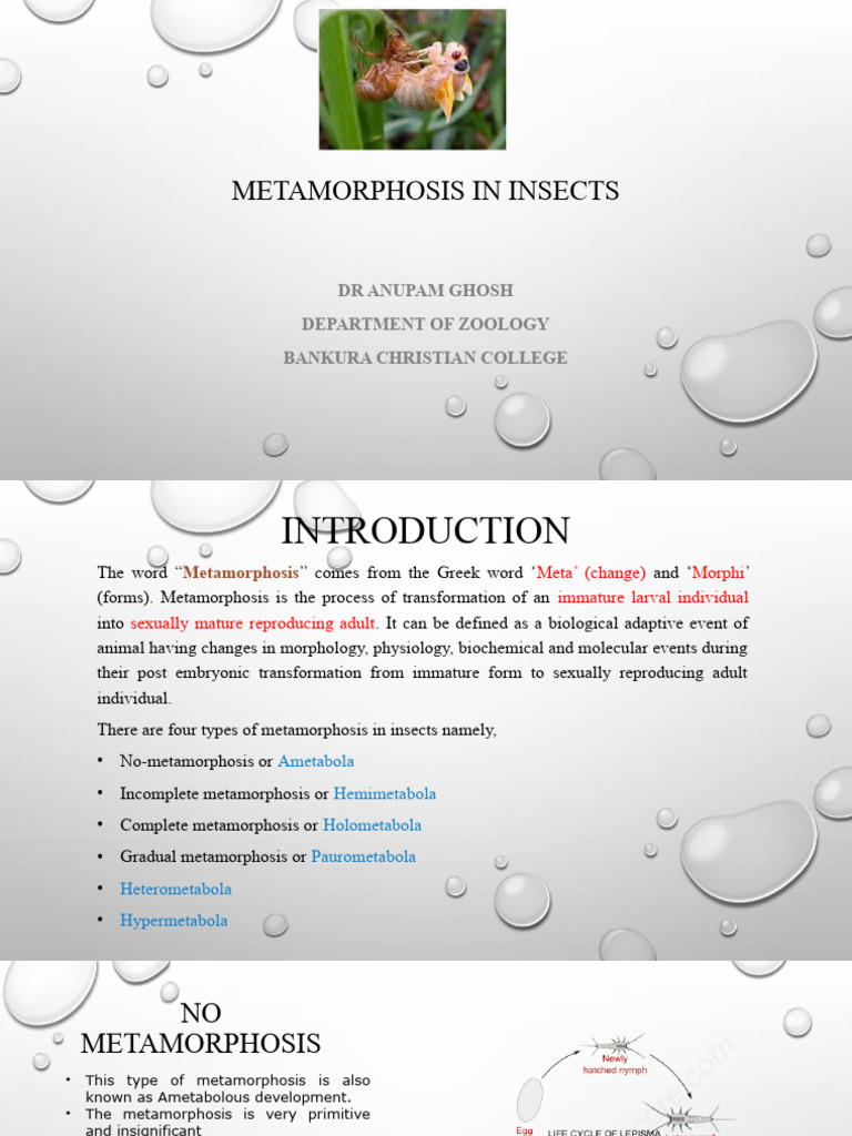 Metamorphosis in Insects | PDF | Pupa | Insects