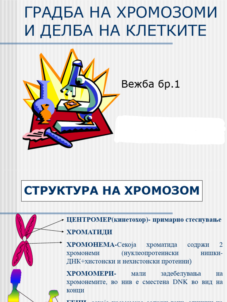 Митоза и Мејоза | PDF