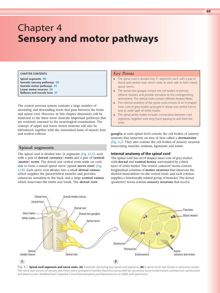 Chapter 4 Sensory and Motor Pathways 2014 Clinical Neuroscience PDF