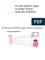 Endokrin 2