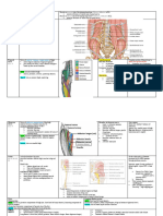 Innervation of Limbs