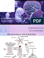 Filogenia Ontogenia SN Embriología Del SN 2023