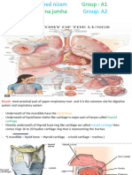 Anatomy of Lungs