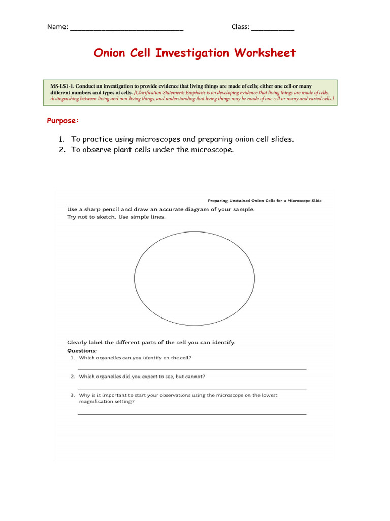 General Onion Cell Investigation Worksheet PDF