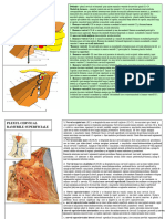 Plexul Cervical