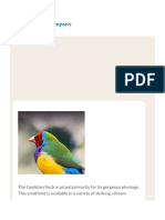 Gouldian Finch Personality, Food & Care - Pet Birds by Lafeber Co.