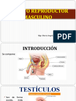 Aparato Reproductor Masculino 2022