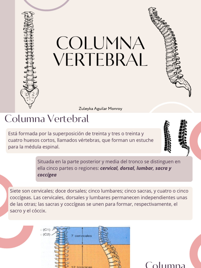 Estructura y Función de la Columna Vertebral | PDF | Vértebra | La ...