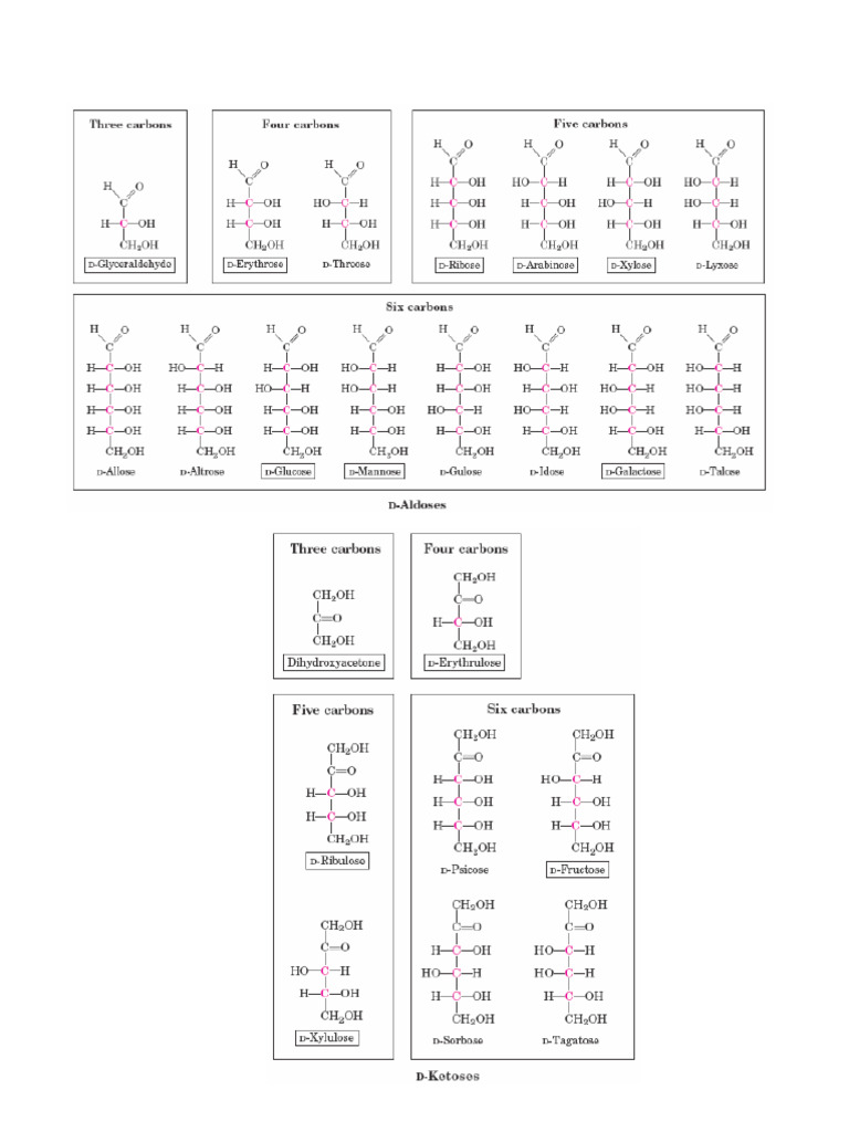 Lista de Carbohidratos | PDF