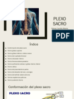 Plexo Del Sacro