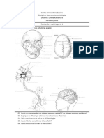 Roteiro Neuroanatomofisiologia