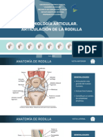 Knee Joint