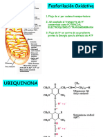 18-Transporte Electrones y Fosforilacion Oxidativa