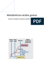 20-Oxidación Acidos Grasos