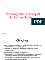 Urinary System