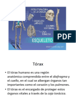Esqueleto Axial 2