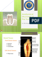 Tooth Anatomy